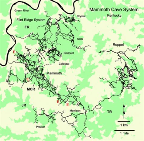 Mammoth Cave Microbewiki