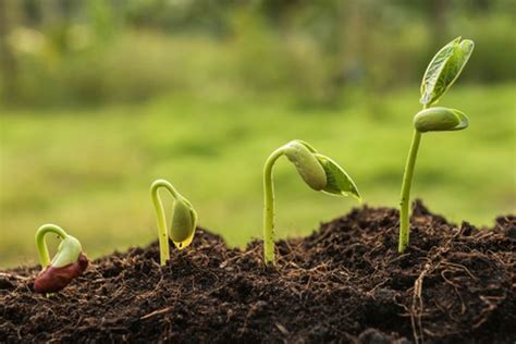 Soal Uas Biologi Pengaruh Cahaya Pada Pertumbuhan Tumbuhan