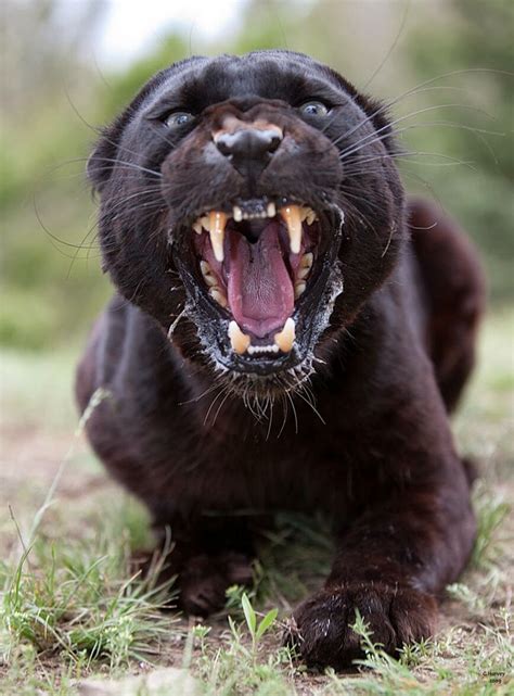Blackpanther Jaguar Bigcats Animals Wild Animals Beautiful Panther