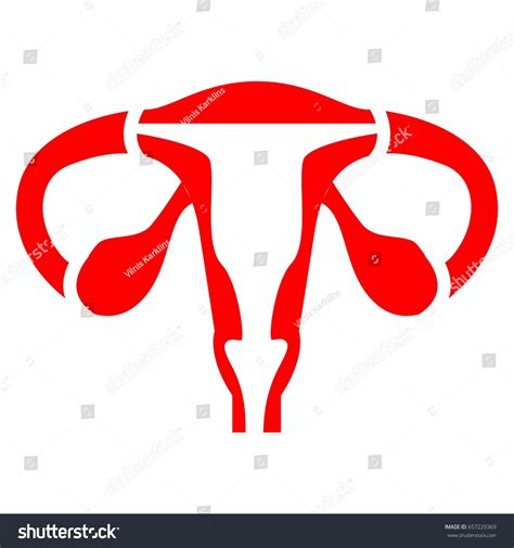 Female Reproductive System Royalty Free Stock Vector 657229369