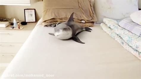 Baby Shark Answering The Call
