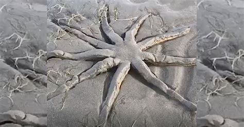 Bizarre Starfish Found In Palm Beach Sogoodly