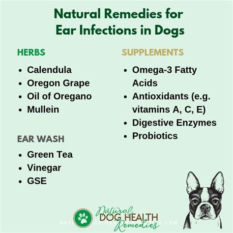 Home Made Remedy For Yeast Infection In Dogs Ears Bios Pics
