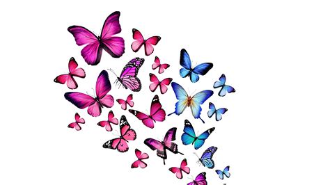 Wallpapers Hd Purple And Blue Butterflies