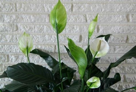 Here you are going to learn about buddhism the philosophy of life. Peace Lily And Cats: Learn About The Toxicity Of Peace ...