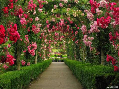 Most Beautiful Rose Gardens In The World Wallpaperuse