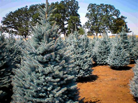 New growth in the spring is especially blue in color. Baker's Blue Colorado Spruce Trees For Sale | The Tree Center