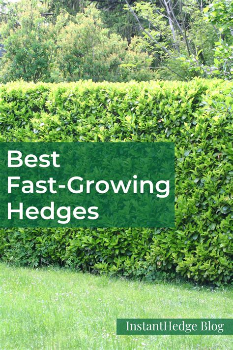 Fast Growing Hedges Artofit