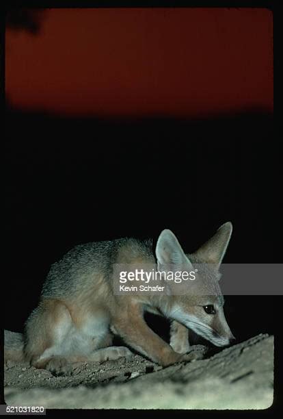 Desert Kit Fox Photos And Premium High Res Pictures Getty Images
