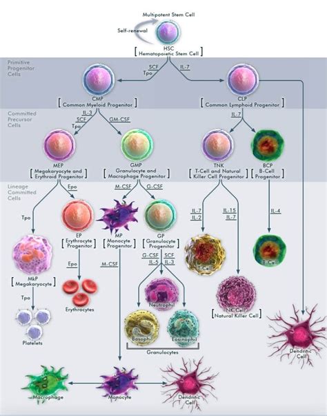 Hematopoiesis From Multipotent Stem Cells Thermo Fisher Scientific Us