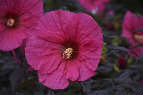 Hibiscus moscheutos summerific® 'evening rose' adds a rich elegance to the landscape with its dark, almost black foliage and vibrant pink flowers. hibiscus_evening_rose_cjw18_6.jpg | Proven Winners