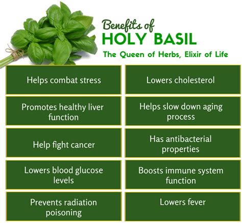 10 Amazing Health Benefits Of Holy Basil Planet Ayurveda