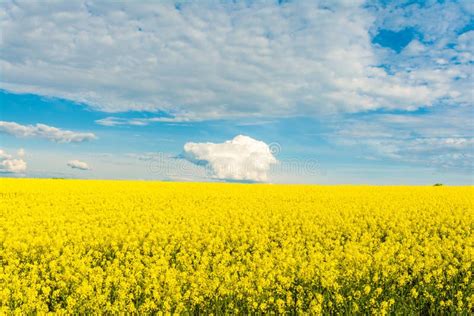 Blooming Canola Field Bright Yellow Rapeseed Oil Flowering Rapeseed
