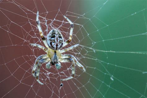North Dakota Spider Photograph By Christy Patino