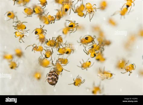 Baby Yellow Spiders High Resolution Stock Photography And Images Alamy