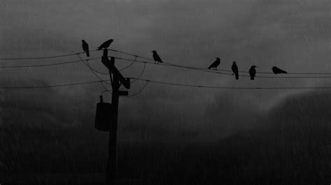 Seven Black Crows Birds Raven Power Lines Utility Pole Hd Wallpaper