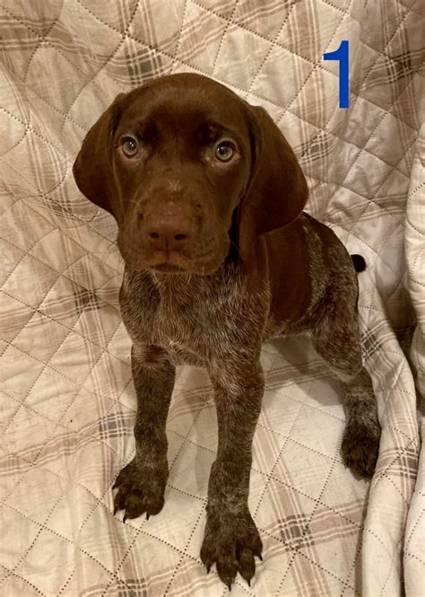 This is a picture of my german shorthair. German Shorthaired Pointer Puppies For Sale | Acworth, GA ...