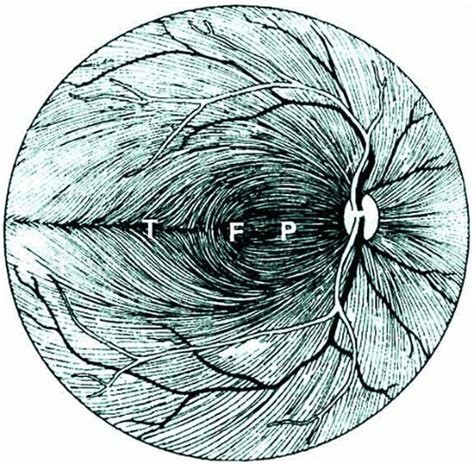 Physiology Of The Optic Nerve Ento Key