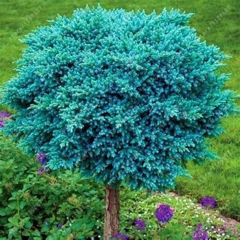 Designing a lawnless front yard. 50 pcs Blue Star juniper bonsai trees,An evergreen shrub ...