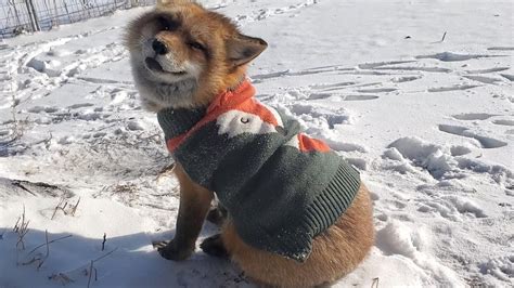 finnegan fox in his christmas sweater 😍 youtube