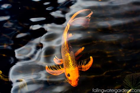 At grand koi our passion for the fish is evident in everything we do, we hope that you will allow. Falling_Water_Gardens_Monroe_Washington_Plant_Nursery ...