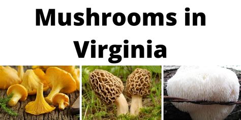 A Comprehensive List Of Common Wild Mushrooms In Virginia
