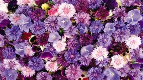 Hd images of purple flowers. Flowers free purple dreamy flowers resolution 1366x768 ...