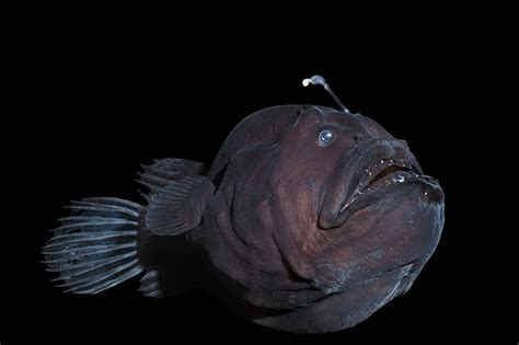 Female Anglerfish Mate With Tiny Male Suitors Who Latch On Like Parasites