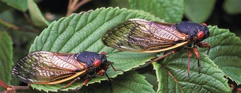 The scientific answer is that they're programmed to, but the poetic answer is that they have the notion of timing perfected. Cicadas | Cicada, Insects, Beautiful bugs