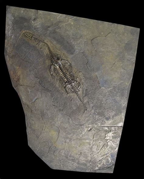 Realistic Replica Keichousaurus Hui Dinosaur Fossil Replica Fossils
