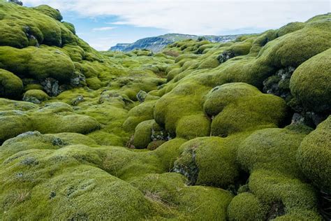 Eldhraun Lava Field In South Iceland Location Guesthouse And More