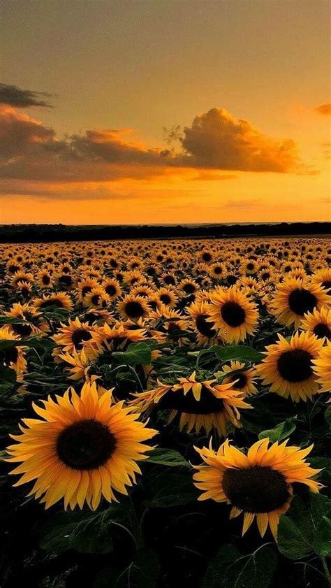 Campo De Girasoles ️ Sunflower Wallpaper Nature Photography
