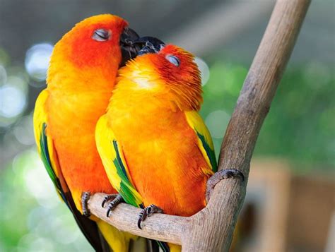 Share Your Best Photos Of Loving Bird Couples Cute Animals Kissing