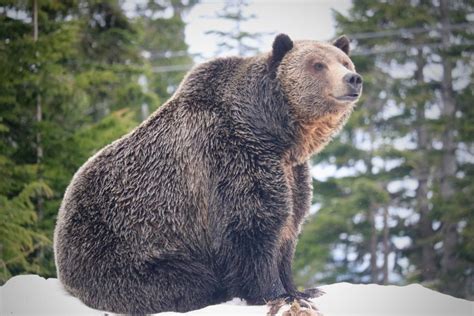 Hunters Go To Court Over Ban On Grizzly Bear Hunt Committee To