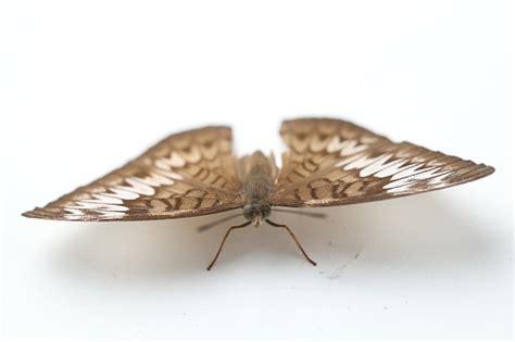 Flying Common Evening Brown Butterfly Melanitis Leda On White