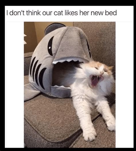 41 Adorable Caturday Memes That Are Sure To Get You Purring Memebase