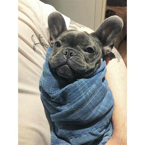 Frenchies were the result in the 1800s of a cross between they require patience, repetition and early socialization. Mummy's fur baby 🐶💕 | French bulldog puppies, Cute french ...