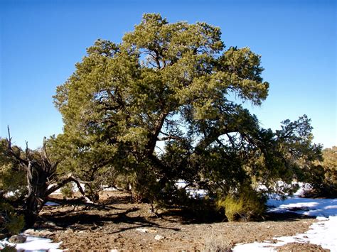 The canyon, which is most colorful at sunrise and sunset, is sprinkled with junipers and pinyon pines, which give it an almost lush look of greenery. One Day in America: The Wedge Overlook Recreation Area in ...