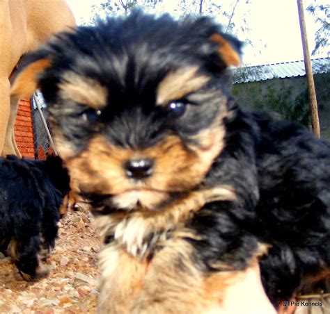 It is important to feed your yorkie the best possible dog food. Birdy's puppies born - 14-05-12 - QTPie Kennels ...