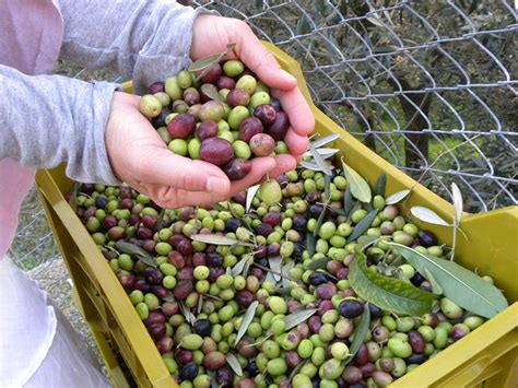 Among them the major vitamin e is. Visit Italy For Olive Oil Harvest & Pressing With Cooking ...