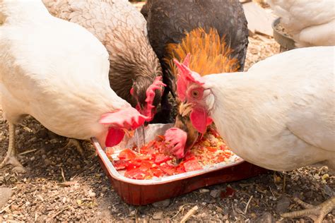 Alimento Para Pollos De Cosecha Propia Cómo Cultivar Alimento Para