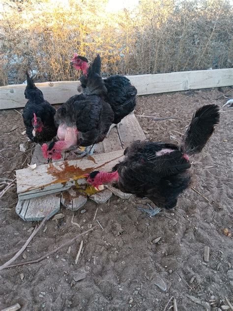 6 Black Naked Neck Turken Chicken Fertile Hatching Eggs EBay