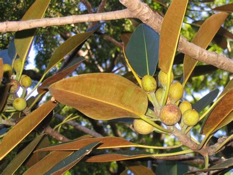 Ficus Macrophylla Moreton Bay Fig