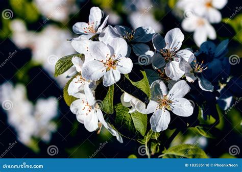 Wild Pear Tree Blossom Blooming In Spring Beautiful Tender Flower On