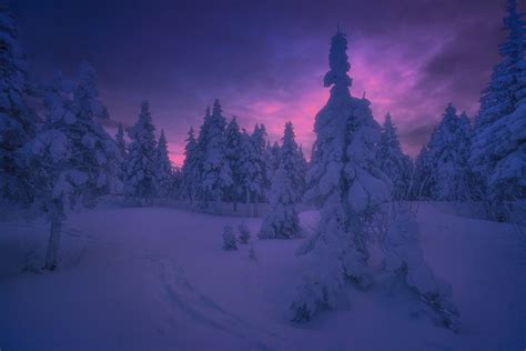 Purple Sunset Over Winter Forest Image Abyss