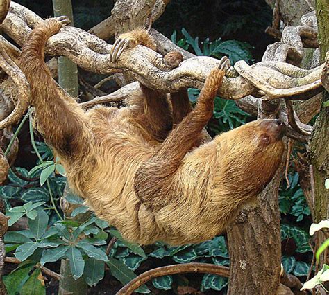 Sloth Facts Linneaeuss Two Toed Sloth