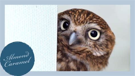 Glancing Owl Little Owl Name Almond Caramel 28 Youtube
