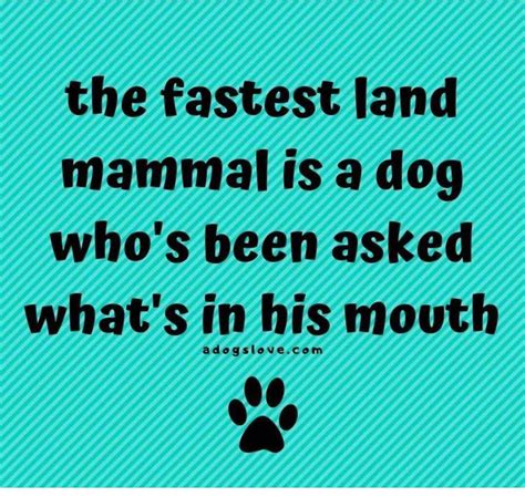Animal Quotes Dog Quotes Funny Quotes I Love Dogs Puppy Love Funny
