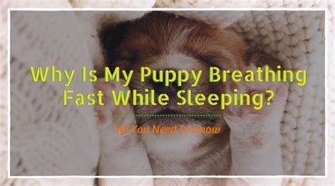 The first step is to find out whether your dog is breathing faster than usual and how elevated it is. Goldendoodle Puppy Breathing Fast While Sleeping - Puppy ...