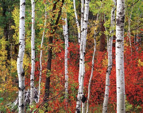 Usa South Dakota Black Hill Area Custer State Park Trees In Autumn